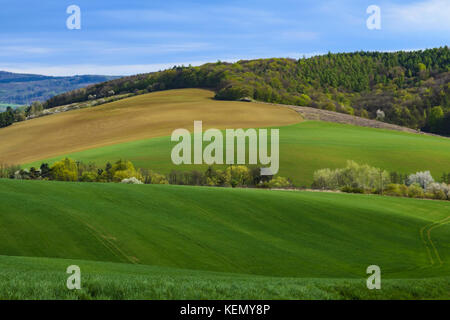 Blick auf die landwirtschaftliche Landschaft mit einem Feld von jungen Mais und Wald unter blauen Himmel mit Wolken an einem Frühlingstag in der Tschechischen Republik Stockfoto