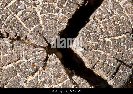 Natutal Holz- Hintergrund. altem Holz. Stockfoto