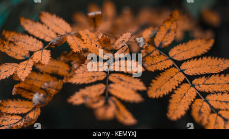 Herbstlaub in der Stadt in die Natur. Orange Blätter in den Park. In der Nähe des schönes Laub. Stockfoto