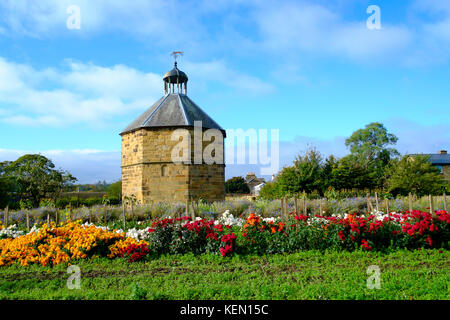 Die alten Taubenschlag im 14. Jahrhundert Augustiner Kloster in Guisborough mit kommerziell angebauten Chrysantheme Pflanzen vor Stockfoto