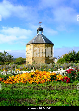 Die alten Taubenschlag im 14. Jahrhundert Augustiner Kloster in Guisborough mit kommerziell angebauten Chrysantheme Pflanzen vor Stockfoto