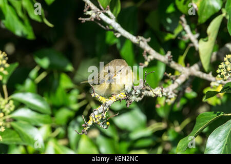 Chiffchaff (Phylloscopus collybita). Der Vogel ist Fütterung und hat eine Fliege gefangen. Stockfoto