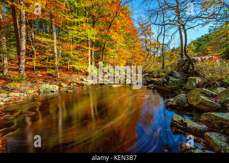 Herbstliche Torrents und kleinen Wasserfällen im Hoegne-Tal, belgische Ardennen Stockfoto