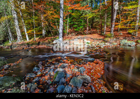 Herbstliche Torrents und kleinen Wasserfällen im Hoegne-Tal, belgische Ardennen Stockfoto