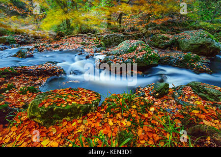 Herbstliche Torrents und kleinen Wasserfällen im Hoegne-Tal, belgische Ardennen Stockfoto