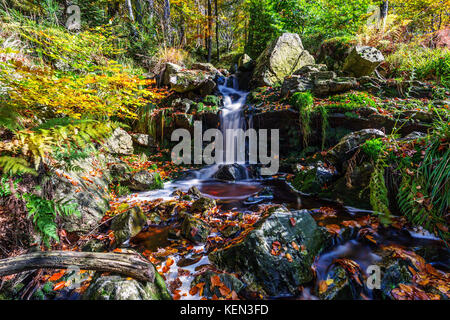 Herbstliche Torrents und kleinen Wasserfällen im Hoegne-Tal, belgische Ardennen Stockfoto