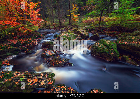 Herbstliche Torrents und kleinen Wasserfällen im Hoegne-Tal, belgische Ardennen Stockfoto