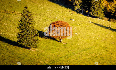 Zwei einsame Bäume auf einer schwarzen Waldwiese bei Sonnenuntergang an einem goldenen Oktobertag. Stockfoto