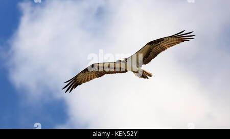 Osprey Fliegen gegen weiße Wolke, Sanibel Island, Florida, USA Stockfoto