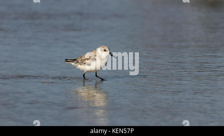 Snowy plover (charadrius nivosus) für Nahrungsmittel und Waten in Wasser, Sanibel Island, Florida, Usa suchen Stockfoto