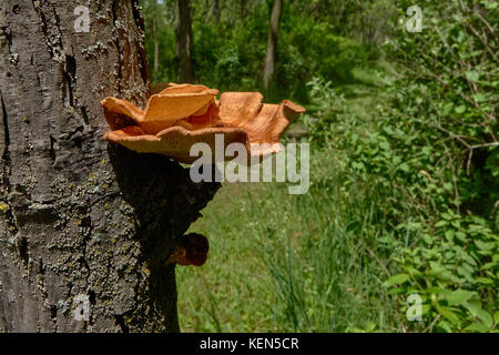 Großen Pilz am Baum im Wald Stockfoto