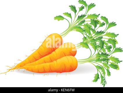 Nahrhafte Karotten auf weißem Hintergrund Stock Vektor