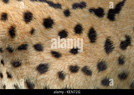 In der Nähe real Textur von serval Katze Fell Stockfoto