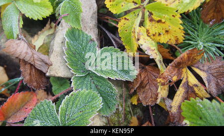 Grüne Erdbeere Blätter mit Eiskristallen bedeckt. Die Frost auf den Pflanzen. Einfrieren. close-up. Stockfoto