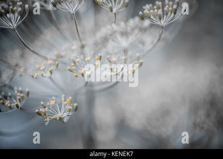 Makro Nahaufnahme der Blüte Dill Kräuter cluster Blumen wachsen im Garten Stockfoto