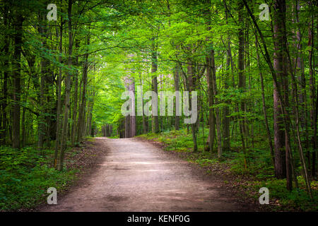 Wanderweg in grün sommer wald mit Sonnenschein. Hilton fällt Conservation Area, Ontario, Kanada. Stockfoto