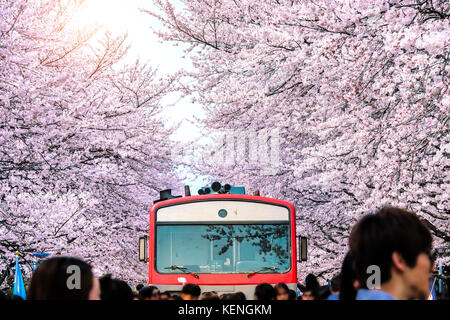 Kirschblüte oder Sakura und trian im Frühjahr in Jinhae, Südkorea. Stockfoto