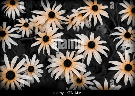 Black Eyed Susan Blumen im Garten hautnah. Selektive Farbkorrektur. Stockfoto