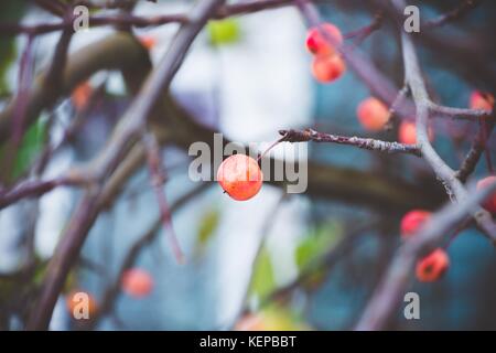 Reife, rote Schatten Früchte der Kleine Pflaume, Chinesische Äpfel, auf umgestürzte Bäume im Herbst Tag. Stockfoto