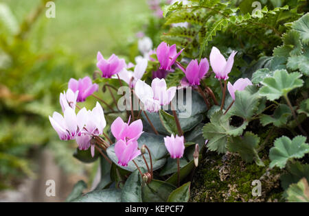 Cyclamen Coum im Garten. Stockfoto