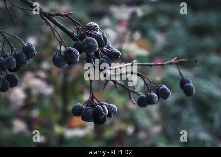Aronia Beeren im Oktober. aronia bedeckt mit Raureif, Nahaufnahme Foto mit selektiven Fokus Stockfoto