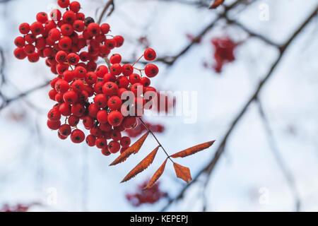 Europäische rowan Früchte, Makro Foto von roten Beeren im Herbst mit selektiven Fokus Stockfoto