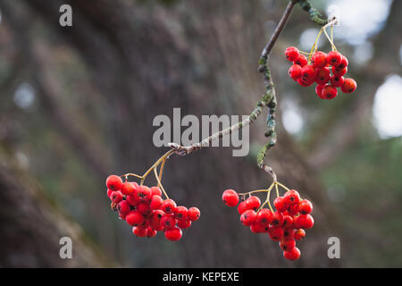 Europäische rowan Früchte, Makro Foto von roten Beeren im Herbst Stockfoto