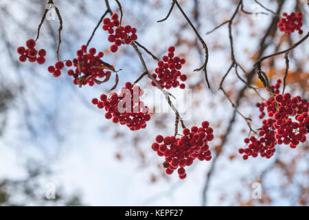 Europäische rowan Früchte, Makro Foto von roten Beeren im Herbst, selektiver Fokus Stockfoto