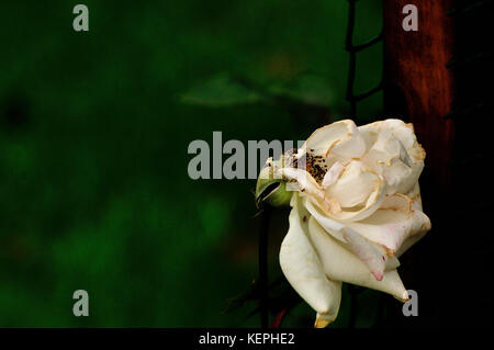 Sterbende stieg im frühen Herbst Stockfoto