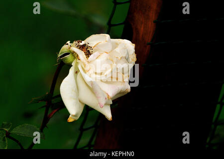 Sterbende stieg im frühen Herbst Stockfoto