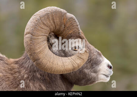 Big Horn sheep Profil. Stockfoto