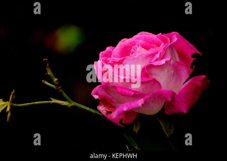 Offene Rose Blüte in Rosa Stockfoto