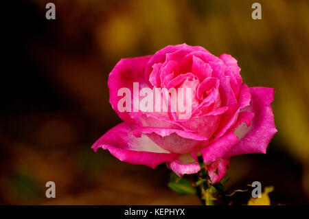 Offene Rose Blüte in Rosa Stockfoto