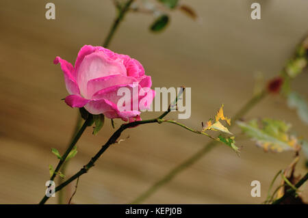 Offene Rose Blüte in Rosa Stockfoto