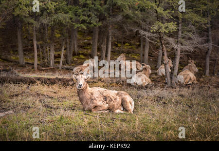 Gruppe kanadischer Baby Bergziegen Stockfoto