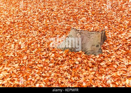 Herbst Tag in einem Buchenwald. Buche Blätter Stockfoto