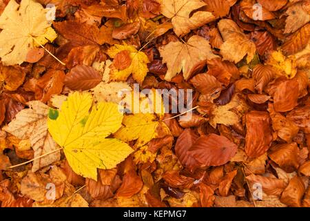 Herbst Tag in einem Buchenwald. Buche Blätter Stockfoto