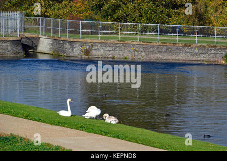 Schwäne am Walthamstow Feuchtgebiete, London. Wetland Centre. Stockfoto