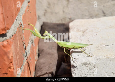 Mantis, Klettern über eine Mauer. Das Weibchen mantis Religiöse. räuberische Insekten. riesige grüne weiblichen Mantis. Stockfoto