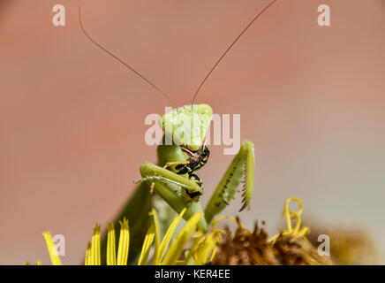 Die weibliche Gottesanbeterin frisst Wespe. Die weibliche Mantis religiöse. räuberische Insekten. riesige grüne weiblichen Mantis. Stockfoto