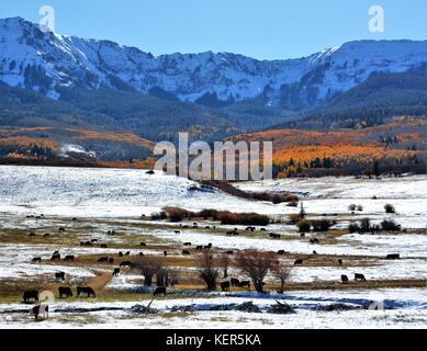 Colorado im Herbst mit den goldenen Aspen Bäume Stockfoto