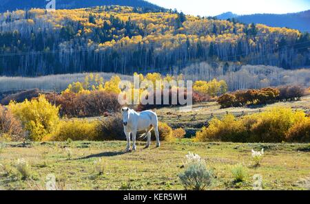 White Horse genießt warmes Herbstwetter. Stockfoto