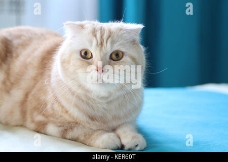 Creme Tabby schottischen Katze gegen Fenster mit weißen und cyan Vorhängen Falten Stockfoto