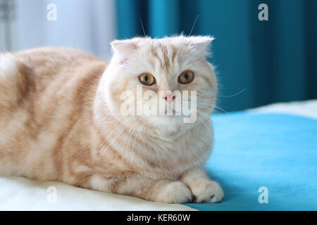 Creme Tabby schottischen Katze gegen Fenster mit weißen und cyan Vorhängen Falten Stockfoto