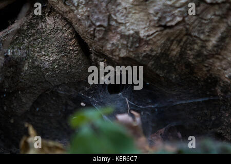 Spider Trap Stockfoto