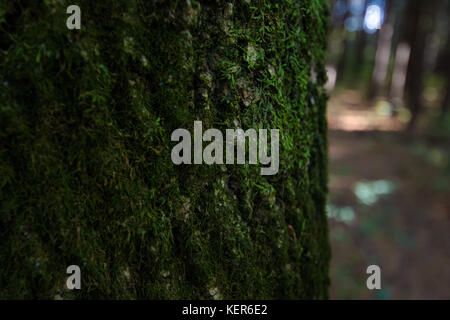 Walnut Street Park aus Pfad Exploration Stockfoto