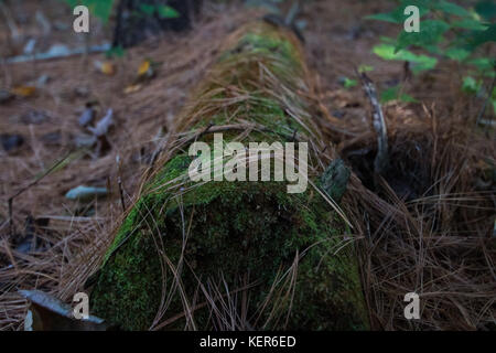 Walnut Street Park aus Pfad Exploration Stockfoto