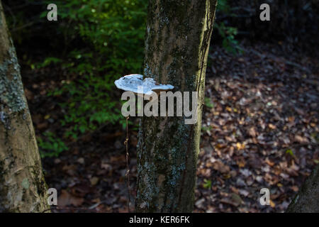 Walnut Street Park aus Pfad Exploration Stockfoto