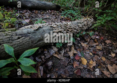 Walnut Street Park aus Pfad Exploration Stockfoto