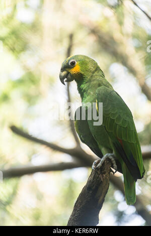 Blue-fronted Amazon Papagei (Amazona aestiva), erwachsenen Vogel auf einem Zweig. Iguazu, Argentinien, Südamerika Stockfoto